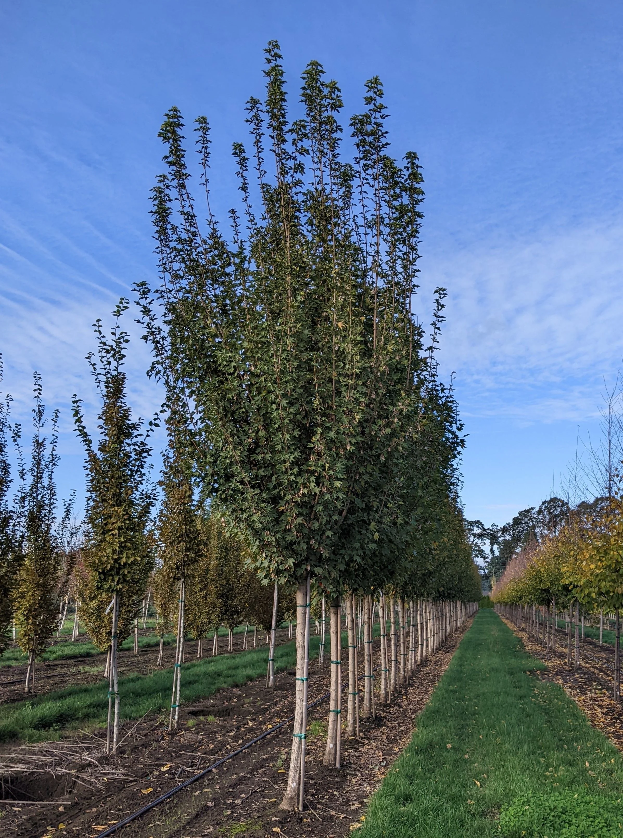native villageネイティブビレッジShade of a tree 5.98-Gallon Green Shade Tree Village Green Zelkova In Pot